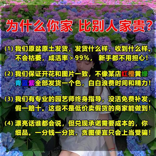 绣球花苗盆栽室内外阳台庭院植物四季开花无尽夏八仙带花耐阴花卉 - 图1