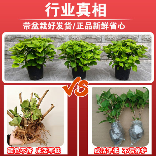 绣球花苗盆栽室内外阳台庭院植物四季开花无尽夏八仙带花耐阴花卉 - 图0