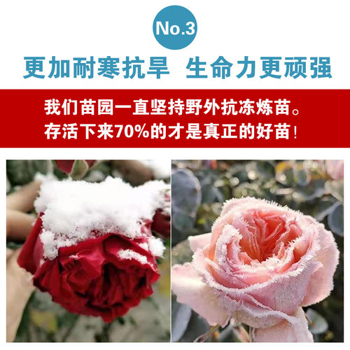 【1米6大苗】蔷薇花苗藤本月季大苗爬藤植物四季种植花卉盆栽玫瑰 - 图3