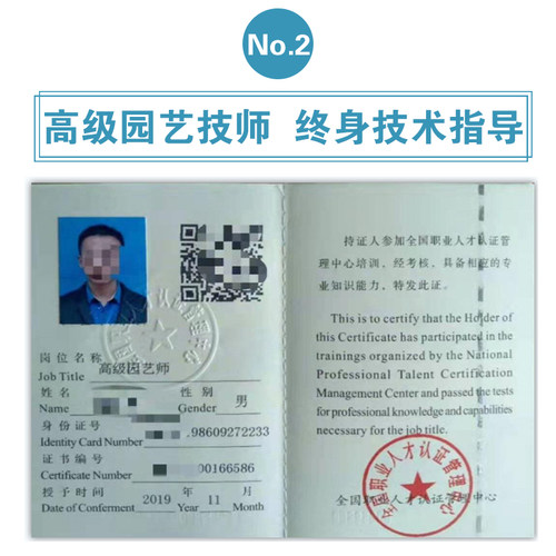 绣球花苗盆栽室内外阳台庭院植物四季开花无尽夏八仙带花耐阴花卉 - 图3