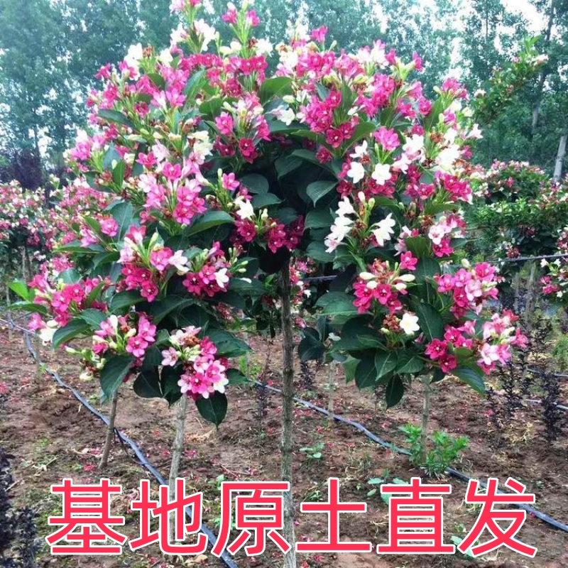 红王子锦带五彩锦带花树苗盆栽地栽阳台庭院园林绿化耐寒耐旱花卉-图0