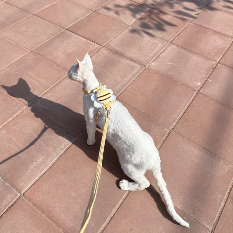 德文牵引绳卷毛猫外出专用防挣脱工字无毛猫溜绳子斯芬克斯小猫咪,淘宝优惠券,粉丝福利购,淘宝优惠卷