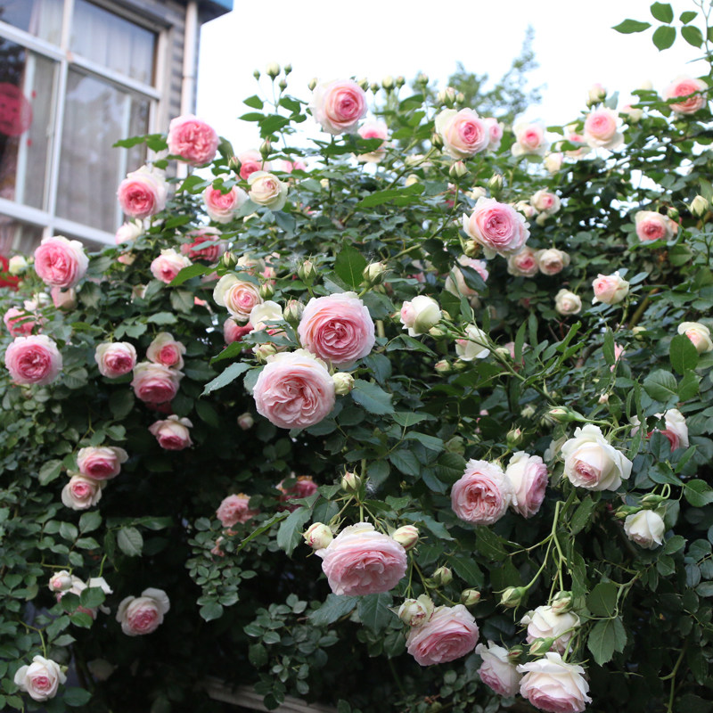 超达花卉藤本月季花苗爬藤植物庭院阳台大花浓香玫瑰盆栽花卉蔷薇,淘宝优惠券,粉丝福利购,淘宝优惠卷
