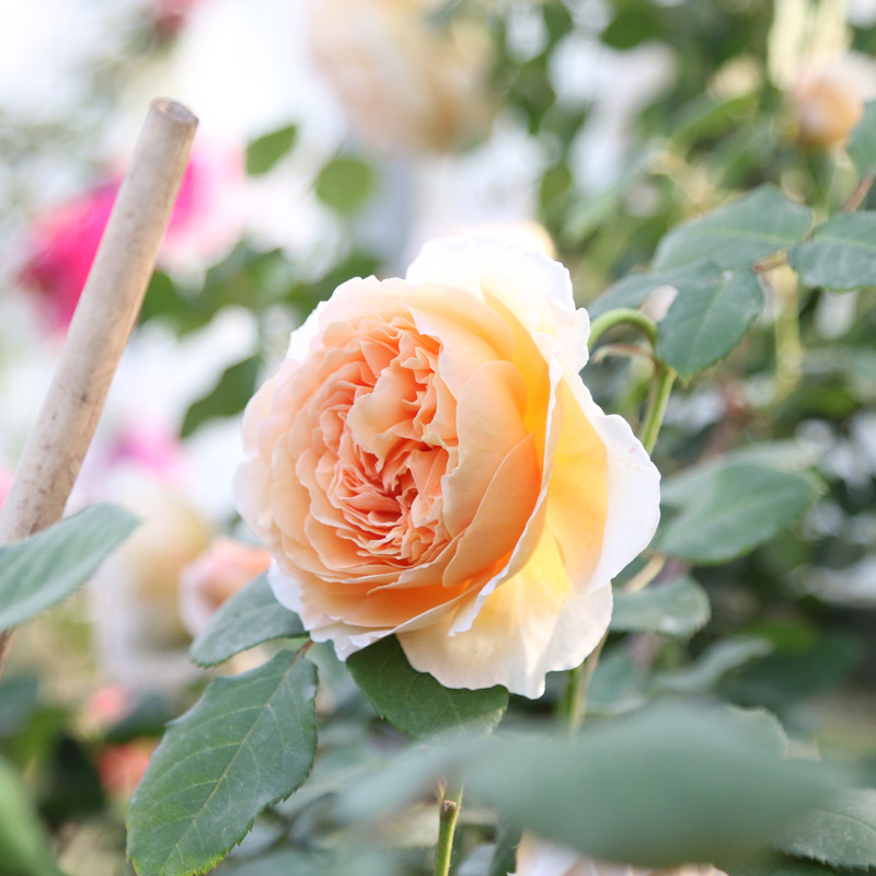 超达花卉藤本月季花苗爬藤植物庭院阳台大花浓香玫瑰盆栽花卉蔷薇,淘宝优惠券,粉丝福利购,淘宝优惠卷