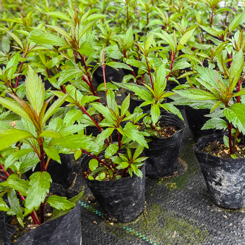 中草药南方佩兰苗阳台盆栽芳香植物水香鸡骨香可食用-图1