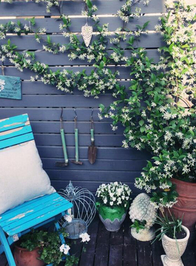 庭院四季常青风车络石藤风车茉莉花苗盆栽银丝茉莉阳台爬藤花卉