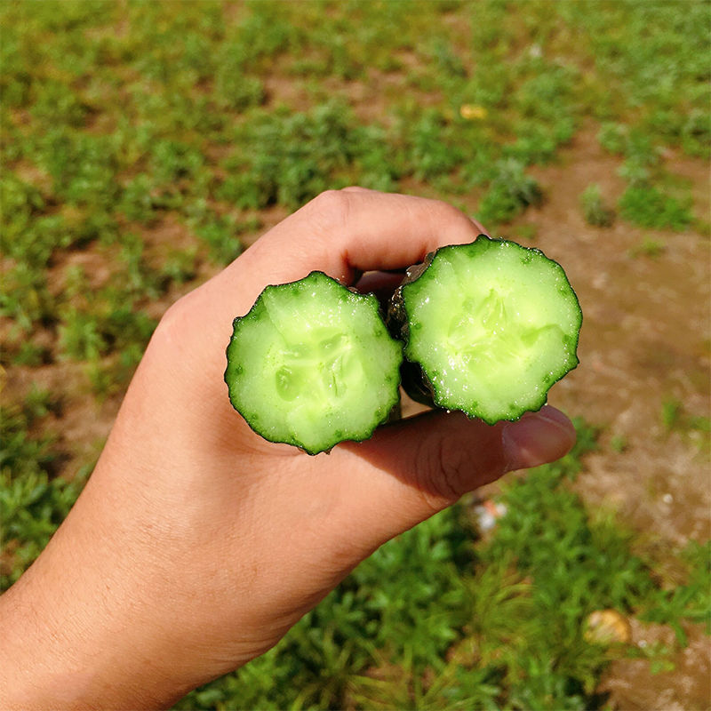 山东当季现摘新鲜黄瓜农家自种蔬菜小青瓜带刺长黄瓜5斤整箱包邮 - 图3