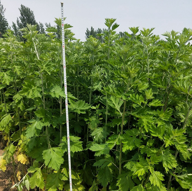 新鲜野生整颗艾草艾叶长棵艾叶草端午节挂门上整把全株艾草叶驱蚊 - 图1