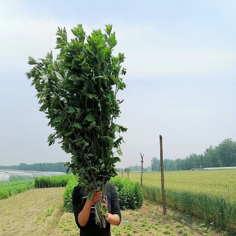 新鲜野生整颗艾草艾叶长棵艾叶草端午节挂门上整把全株艾草叶驱蚊 - 图0