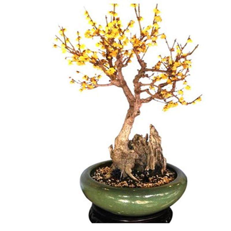 腊梅花树苗盆栽室内外老桩梅花盆景庭院耐寒花卉植物浓香素心腊梅,淘宝优惠券,粉丝福利购,淘宝优惠卷