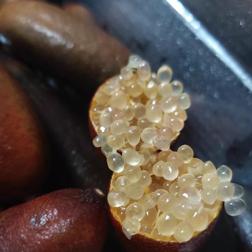 手指柠檬鲜果稀有指橙鱼子酱100g指橘水果顺丰包邮 - 图3