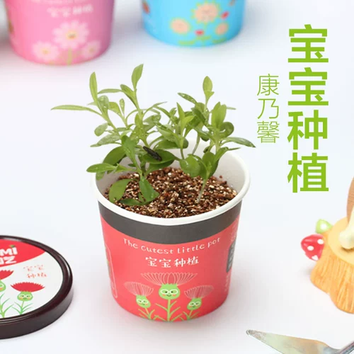 Творческий мини -зеленый горшечный офис на рабочем столе небольшой завод детского детский сад для детского сада детского сада детского сада.