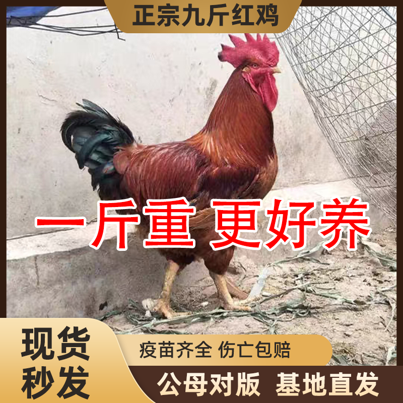 纯种巨型九斤红公鸡活苗正宗红玉380小鸡活苗K9阉公鸡散养脱温鸡,淘宝优惠券,粉丝福利购,淘宝优惠卷