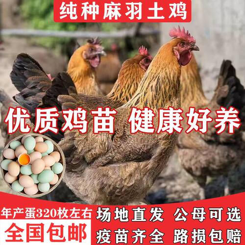 麻羽鸡活苗1一斤纯种青脚正宗绿壳蛋鸡半大青年土鸡脱温小鸡活苗 - 图1