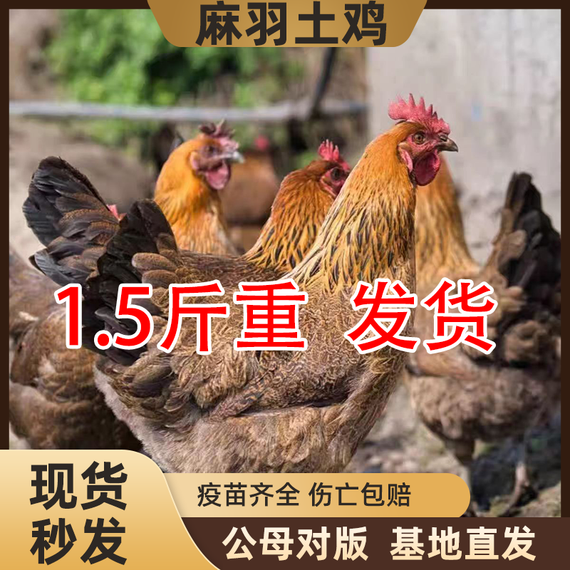 1.5斤麻羽土鸡小鸡活苗纯种青脚麻羽鸡正宗绿壳蛋鸡脱温土鸡苗,淘宝优惠券,粉丝福利购,淘宝优惠卷