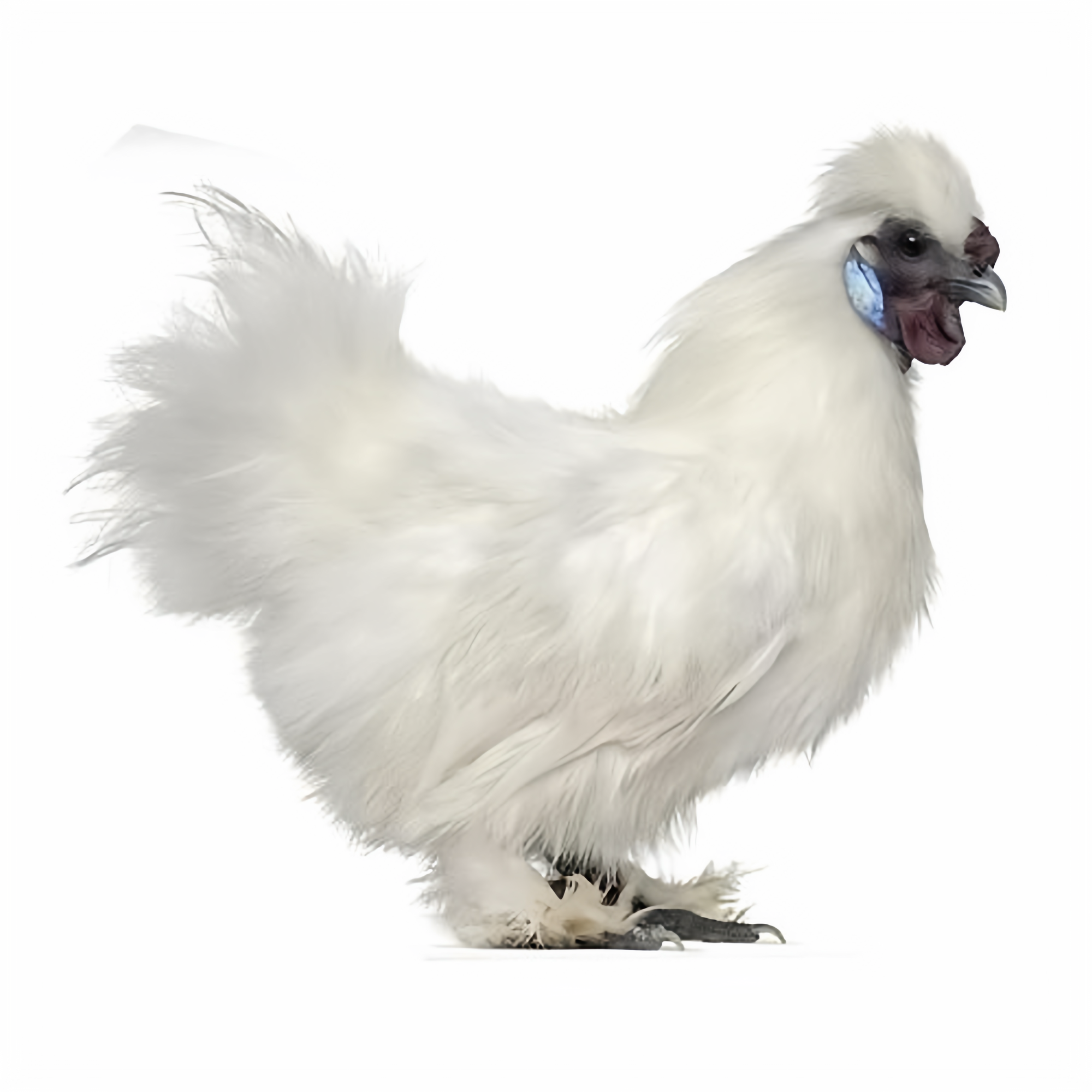 2斤纯种白凤乌骨鸡活苗正宗泰和乌鸡脱温小鸡活苗农家散养土鸡苗,淘宝优惠券,粉丝福利购,淘宝优惠卷