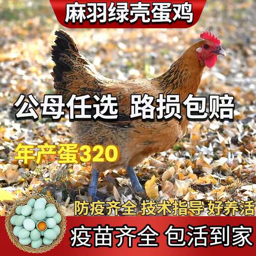 麻羽鸡活苗1一斤纯种青脚正宗绿壳蛋鸡半大青年土鸡脱温小鸡活苗 - 图0
