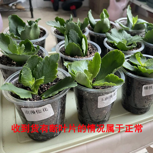 长寿花花苗盆栽重瓣大花特大号四季开花小苗耐寒易活金狐狸植物 - 图0