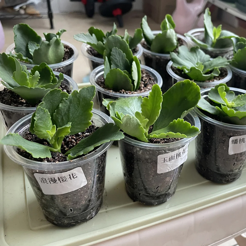 长寿花花苗盆栽重瓣大花特大号四季开花小苗耐寒易活金狐狸植物 - 图0