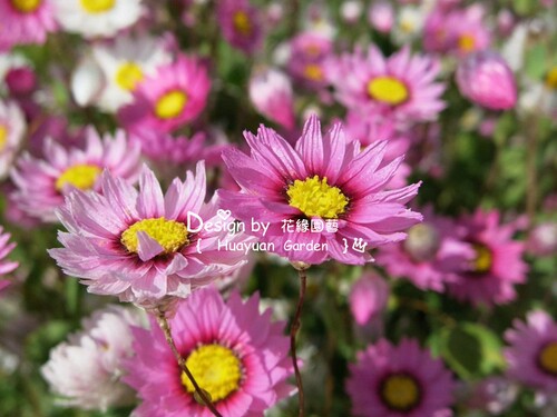 花缘咸菜 美国进口观赏花种*鲁丹鸟/鳞托菊10粒 终年不谢可做切花 - 图2
