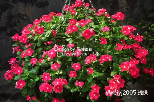 花缘咸菜 观赏花卉种子*荷兰SG*垂吊长春花*卡拉瀑布5粒 耐热耐雨 - 图3