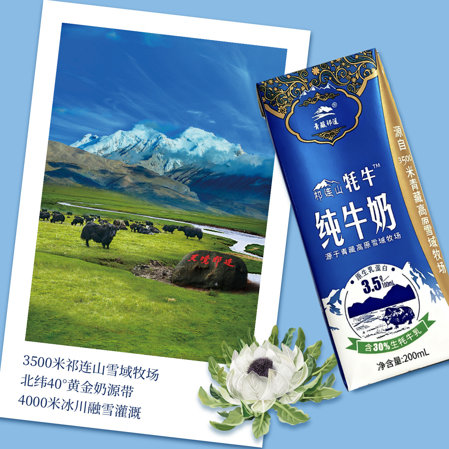 【百补】青藏祁莲青海祁连山纯牛奶早餐200mlx12支含30%生牦牛乳,淘宝优惠券,粉丝福利购,淘宝优惠卷