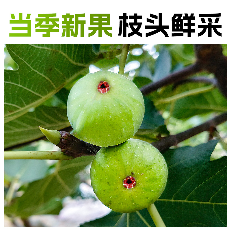 无花果干青皮果脯果干水果干蜜饯健康办公室休闲小零食即食罐装 - 图1