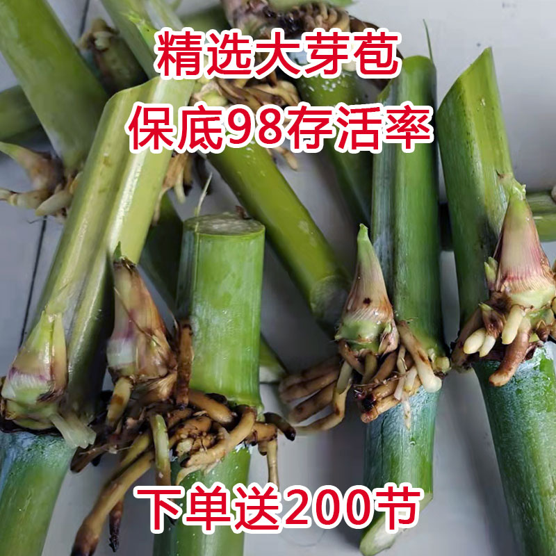 甜象草3号种节无毛耐寒皇竹草红象草巨菌草种节多年生四季牧草种 - 图1