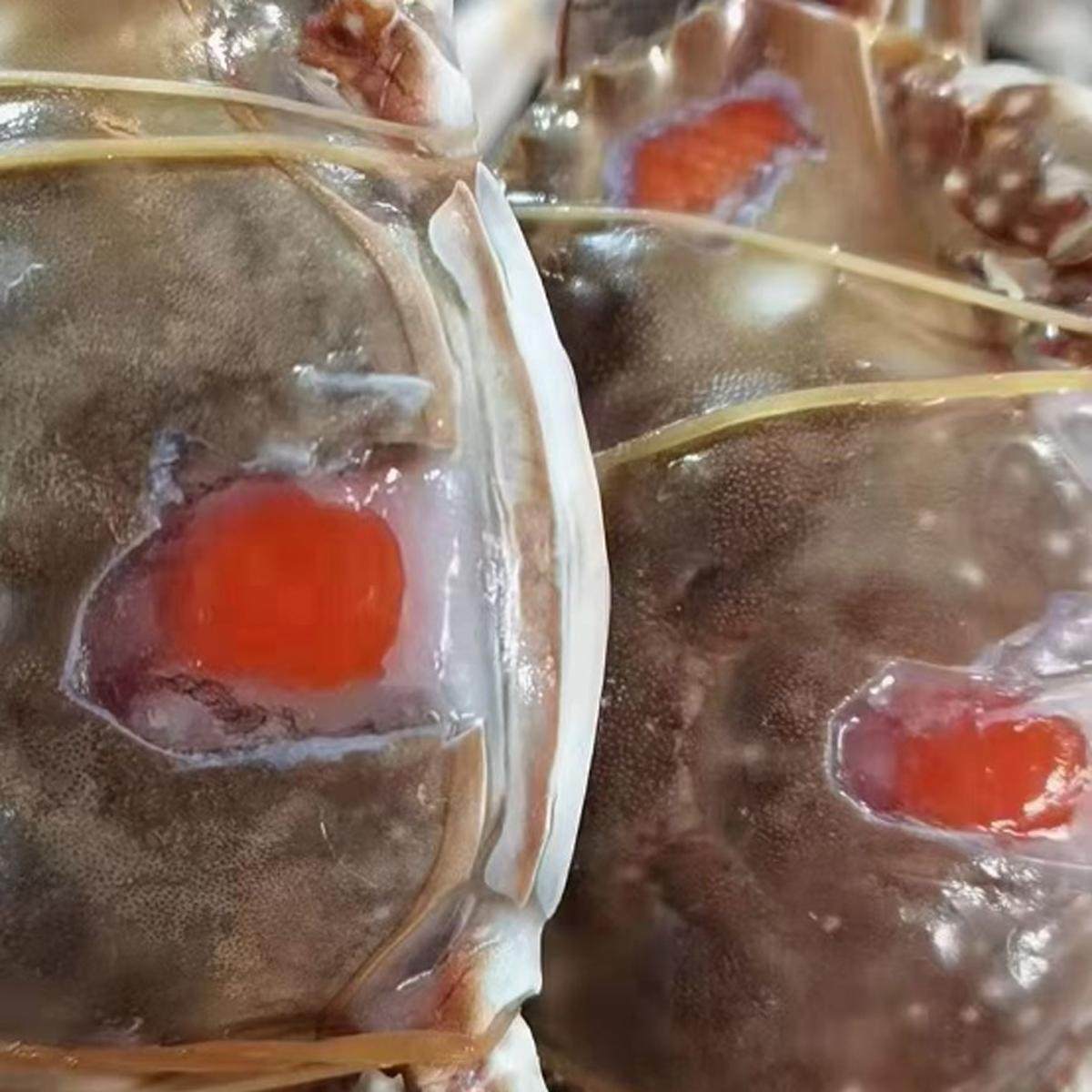 海哥年货节6只装中飞机红膏咸呛蟹4-5两一只，满肉满膏，沾醋生吃,淘宝优惠券,粉丝福利购,淘宝优惠卷