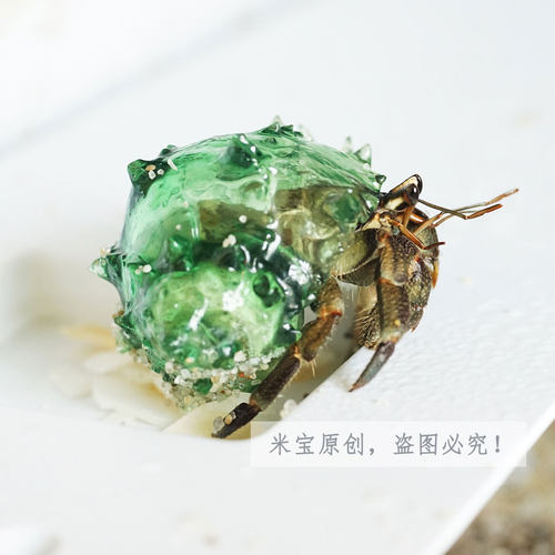 透明水晶壳 宠物寄居蟹替换壳 草莓短腕西伯 3D打印海螺 有机玻璃 - 图1