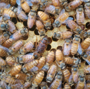 蜜蜂活群阿坝中蜂王双色红背开产种蜂王土蜂出售笼蜂中蜂蜂群带王 - 图2
