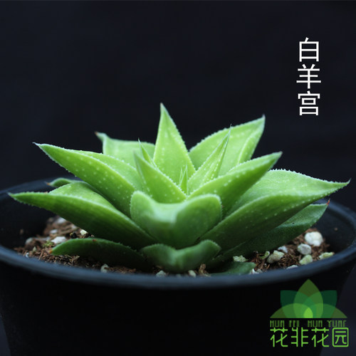 夏天好养多肉植物 盆栽 室内吸甲醛防辐射百合科十二卷属硬叶条纹 - 图2