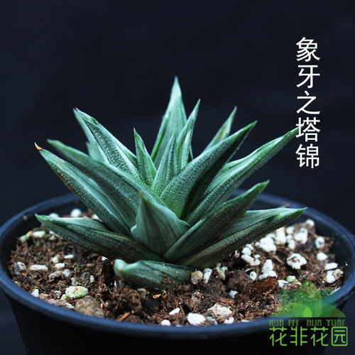 夏天好养多肉植物 盆栽 室内吸甲醛防辐射百合科十二卷属硬叶条纹 - 图3
