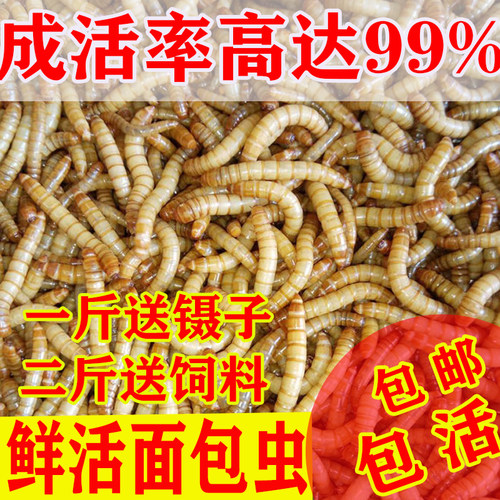 面包虫活体黄粉虫活虫鹦鹉鱼乌龟金龙鱼画眉鸟石蛙饲料包邮-图2