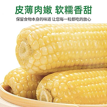 甜糯净甜软糯香黄玉米独立包装2.5kg/8根[44元优惠券]-寻折猪