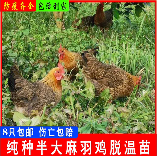 鸡活苗一斤半斤麻羽鸡活苗蛋鸡活苗产蛋王鸡小鸡活苗绿壳蛋鸡活苗