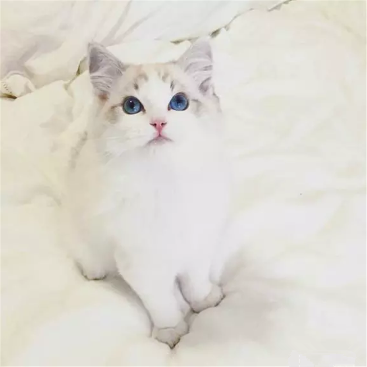 猫舍出售布偶猫活体幼猫宠物猫布偶猫海豹双色公母均有包邮g,淘宝优惠券,粉丝福利购,淘宝优惠卷