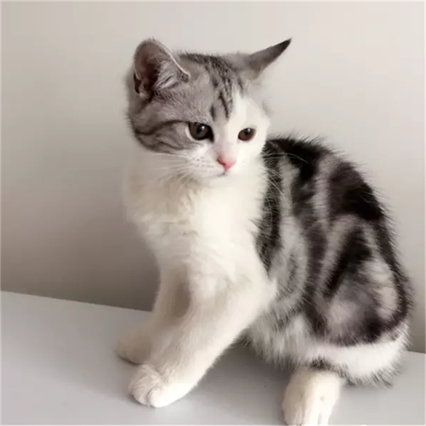 纯种美短幼猫美国短毛猫活体幼猫家养纯种宠物猫银虎斑加白起司g,淘宝优惠券,粉丝福利购,淘宝优惠卷