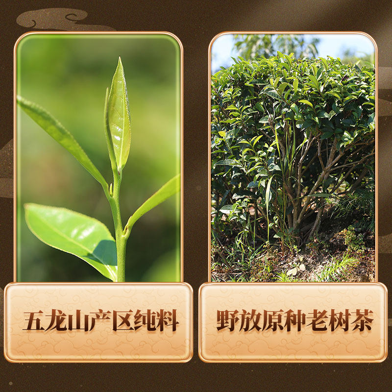 白沙溪荒山五龙檀2009年大师黑砖茶 白沙溪安化黑茶