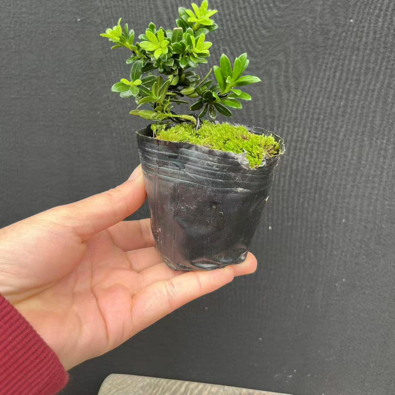 微型小盆景黑珍珠罗汉松米叶雀舌罗汉黄杨真柏小品盆栽花卉办公桌,淘宝优惠券,粉丝福利购,淘宝优惠卷