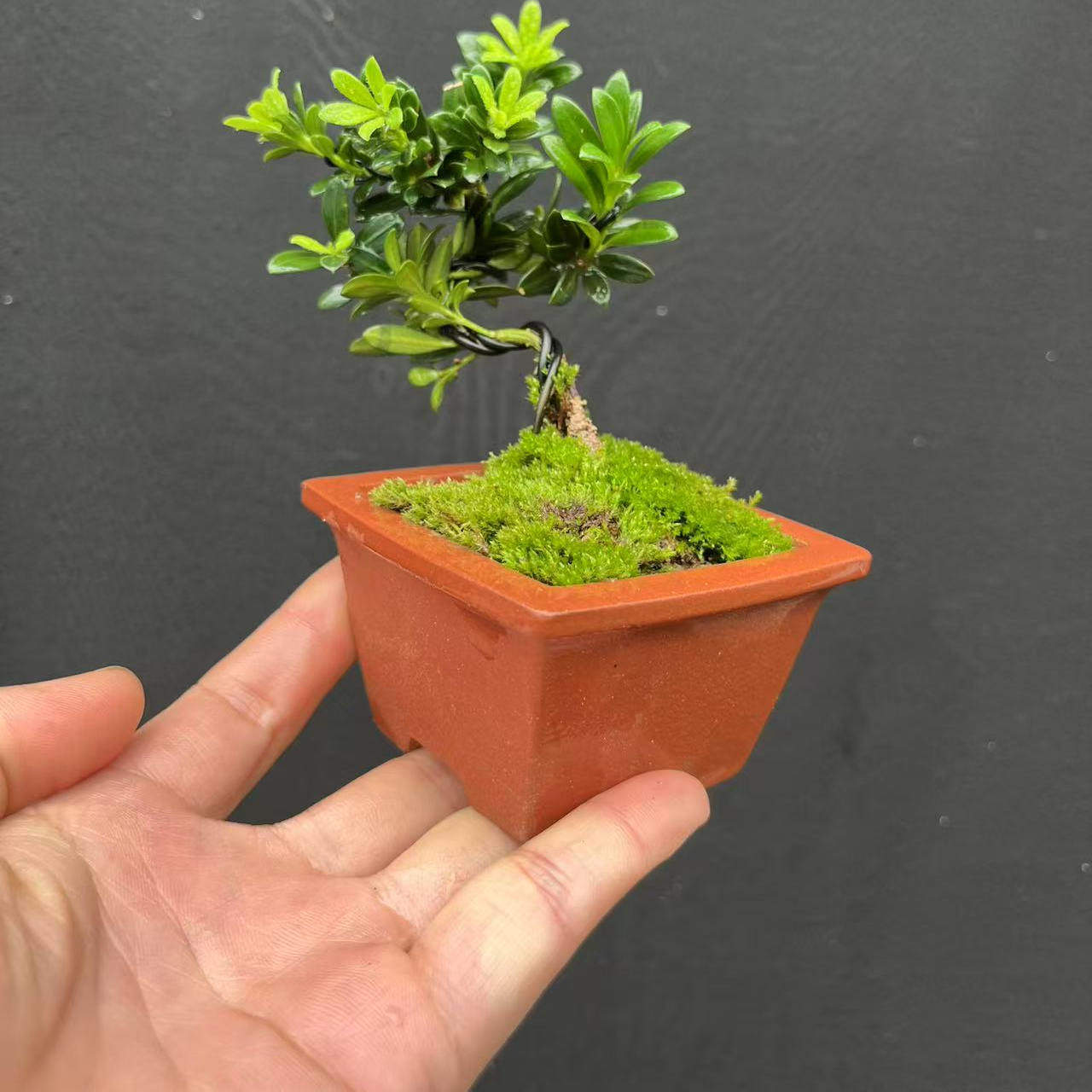 微型小盆景黑珍珠罗汉松米叶雀舌罗汉黄杨真柏小品盆栽花卉办公桌,淘宝优惠券,粉丝福利购,淘宝优惠卷