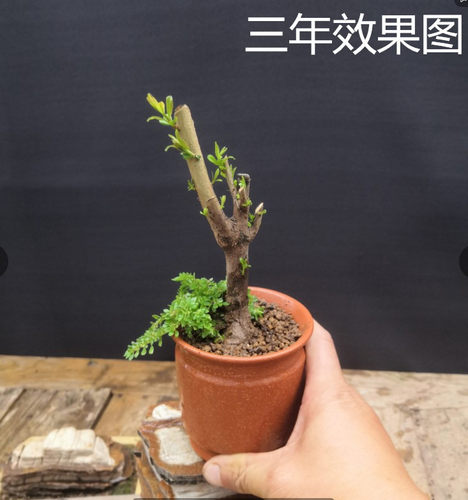 小品盆景叶石榴盆景微型迷你型红灯笼掌上桌面开花结果小盆栽绿植 - 图0
