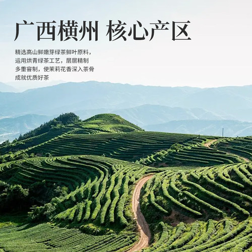 2025年新茶叶碧坛飘雪浓香正宗高端茉莉花茶绿茶散装500g罐装 - 图0