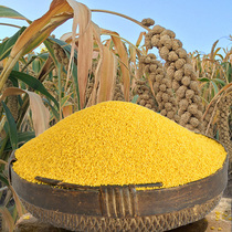 Wang Xiaogang Linxian County Rough Millet Yellow Earth Luliang Mountain West production November 2023 New Valley Moon Fresh millet 5 catties