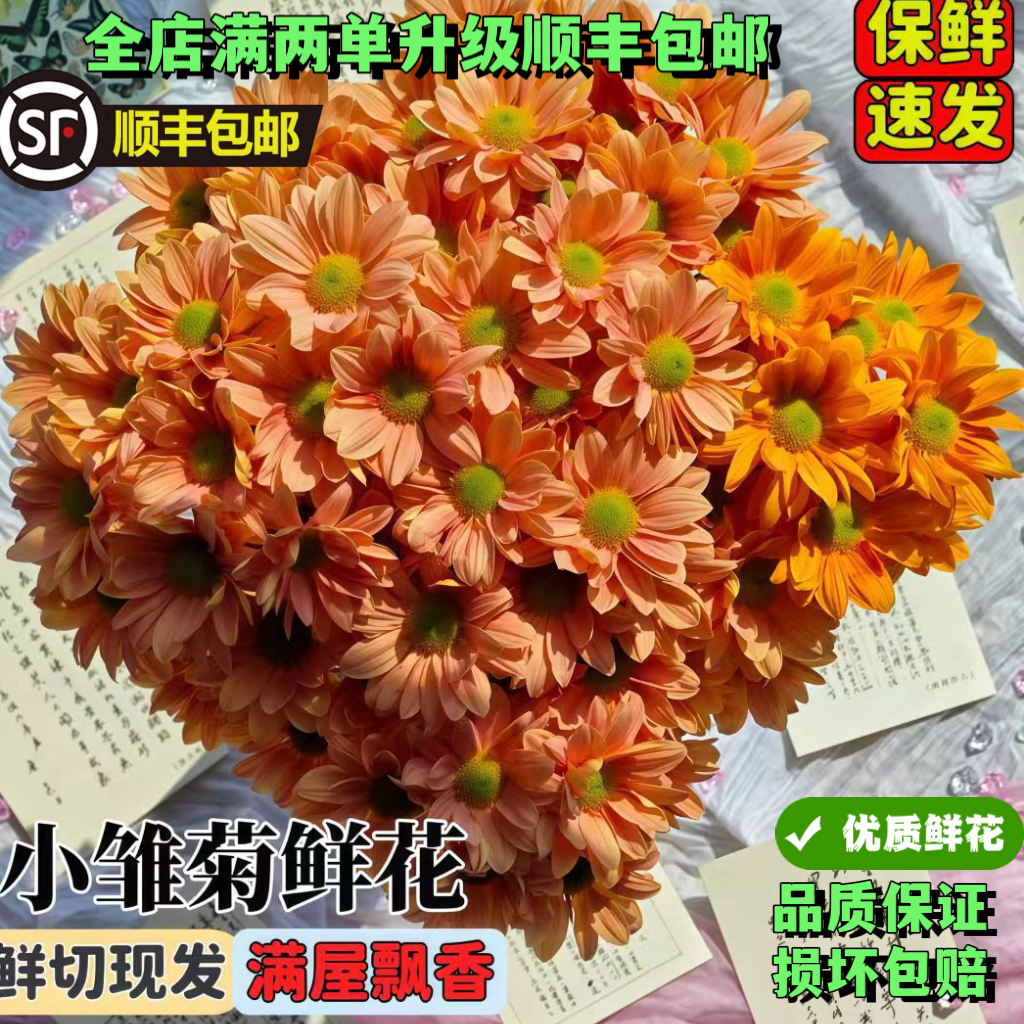 鲜花三文鱼小雏菊鲜花水养插花水养鲜花花期超长家庭办公室摆件,淘宝优惠券,粉丝福利购,淘宝优惠卷