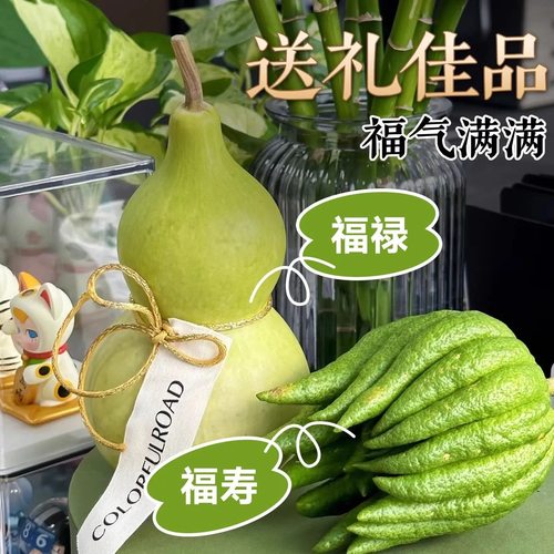 绿色新鲜葫芦佛手柑现摘青皮翡翠葫芦家用客厅禅意中式绿植摆件 - 图0