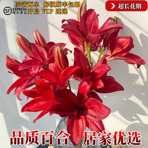 香水百合鲜花浓香型鲜花云南基地直发日常插瓶高端花材氛围感鲜花 - 图1