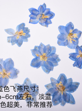 淡蓝色大尺寸飞燕干花押花diy