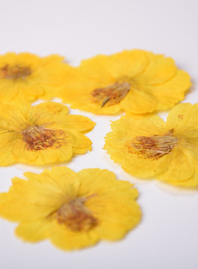 硫磺菊波斯菊双色干花押花压花手工滴胶手机壳相框真花花瓣