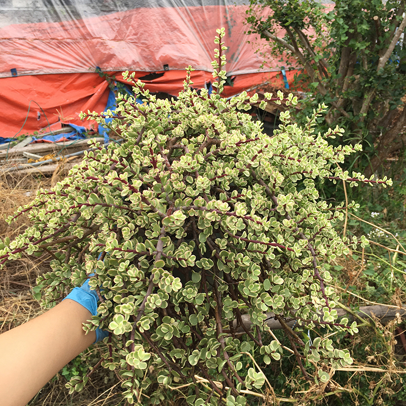 雅乐之舞老桩一物一拍自然锦多肉植物金枝玉叶室内吸甲醛阳台盆栽 - 图2